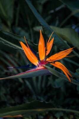 Papier peint  Strelitzia Nicolai - Strelitzia reginae, bird of paradise flower on green background, Flower exotic tropical flowers, Copy Space.