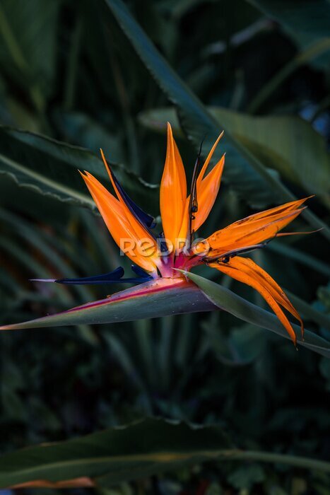 Papier peint  Strelitzia Nicolai - Strelitzia reginae, bird of paradise flower on green background, Flower exotic tropical flowers, Copy Space.