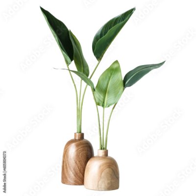 Papier peint  Strelitzia nicolai transparent PNG