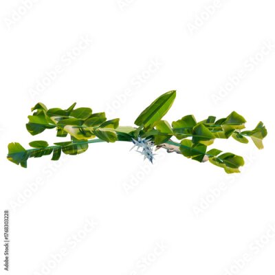 Papier peint  Strelitzia nicolai tree plan, top view, cutout, transparent background, isolate, Vibrant tropical banana leaf branch with spiky white flower detail