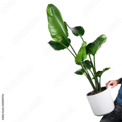 Papier peint  Strelitzia nicolai tree transparent PNG