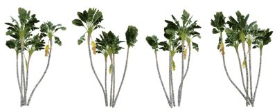 Papier peint  Strelitzia nicolai tropical tree on transparent background, banana plant, 3d render illustration.