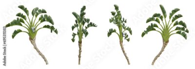 Papier peint  Strelitzia nicolai tropical tree on transparent background, banana plant, 3d render illustration.