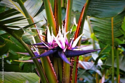 Papier peint  Strelitzia nicolai (wild banana or giant white bird of paradise) inflorescence held just above the point where the leaf fan emerges from the stem (Madeira, Portugal)
