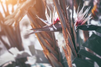 Papier peint  Strelitzia Nikolai blooming. Giant white bird of paradise plant with flowers. Wild banana. Gardening, landscaping design