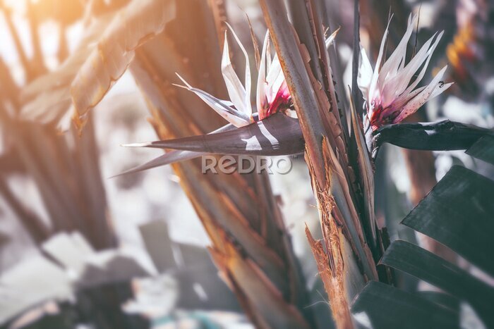 Papier peint  Strelitzia Nikolai blooming. Giant white bird of paradise plant with flowers. Wild banana. Gardening, landscaping design