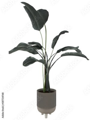 Papier peint  Strelitzia nikolai plants on white pot mockup. 3d rendering. 3d illustration