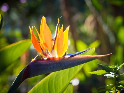 Papier peint  Strelitzia (Oiseau de fleur de paradis), Ténérife, îles Canaries, Espagne