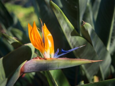 Papier peint  Strelitzia (oiseau de la fleur de paradis) dans un jardin sur Tenerife, Îles Canaries, Espagne