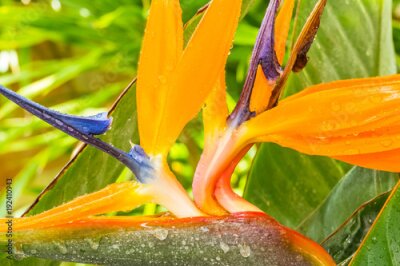 Papier peint  strelitzia, oiseau de paradis 