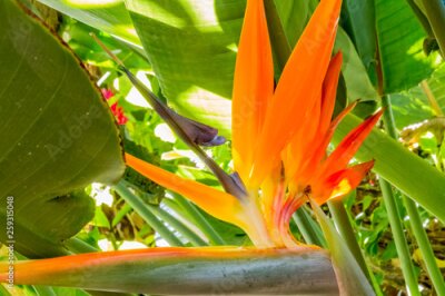 Papier peint  Strelitzia , oiseau de paradis 