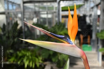 Papier peint  Strelitzia oiseau de paradis