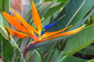 Papier peint  Strelitzia, oiseau de paradis 