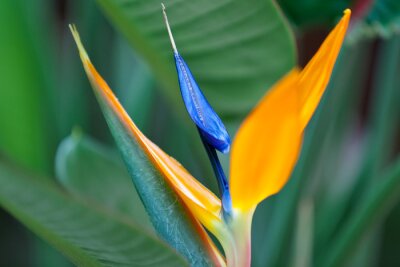 Papier peint  Strelitzia, oiseau de paradis