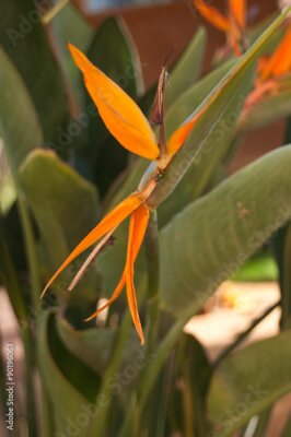 Papier peint  Strelitzia- oiseau de paradis