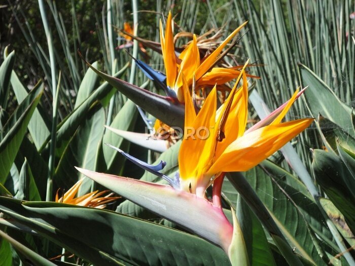 Papier peint  Strelitzia (oiseau de paradis)