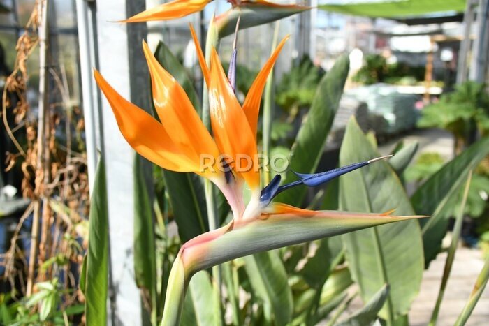 Papier peint  Strelitzia oiseau de paradis