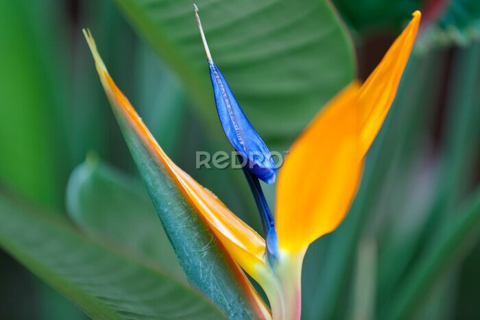 Papier peint  Strelitzia, oiseau de paradis