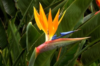 Papier peint  Strelitzia - Oiseau de paradis de fleurs