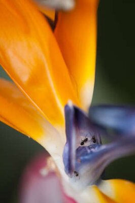 Papier peint  Strelitzia, oiseau de paradis de fleurs, grue fleur.