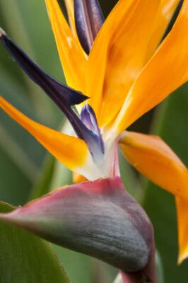 Papier peint  Strelitzia, oiseau de paradis de fleurs, grue fleur.