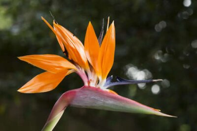 Papier peint  Strelitzia, oiseau de paradis de fleurs, grue fleur.