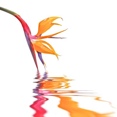 Papier peint  Strelitzia, oiseau de paradis de fleurs isolé