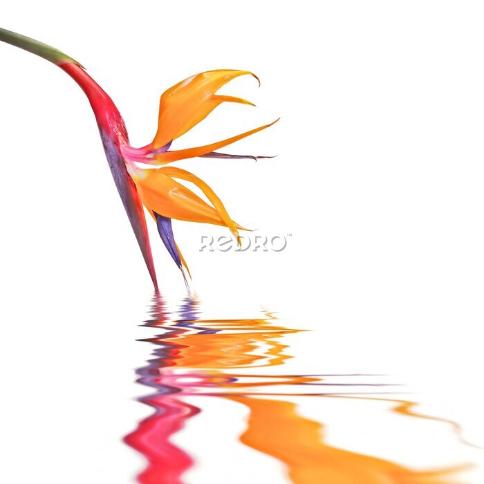 Papier peint  Strelitzia, oiseau de paradis de fleurs isolé