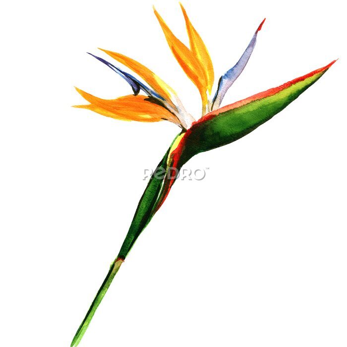 Papier peint  Strelitzia, oiseau de paradis de fleurs isolé, botanique