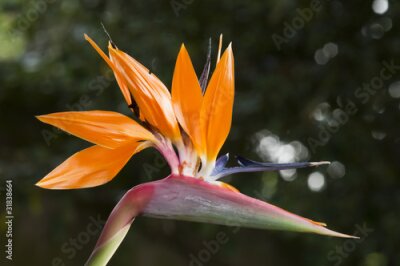 Papier peint  Strelitzia, oiseau de paradis de fleurs, la fleur de grue.
