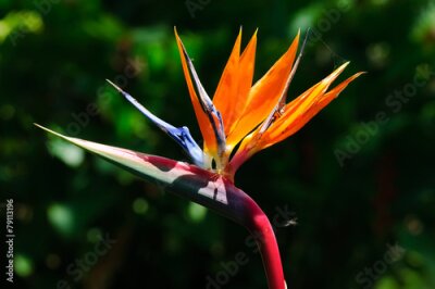 Papier peint  Strelitzia oiseau de paradis fleur exotique