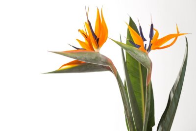 Strelitzia oiseau de paradis plante exotique