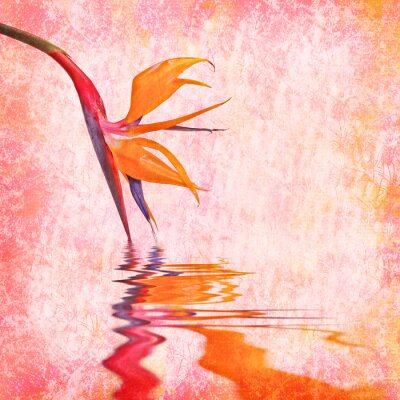 Papier peint  Strelitzia, oiseau de paradis texture de fleurs