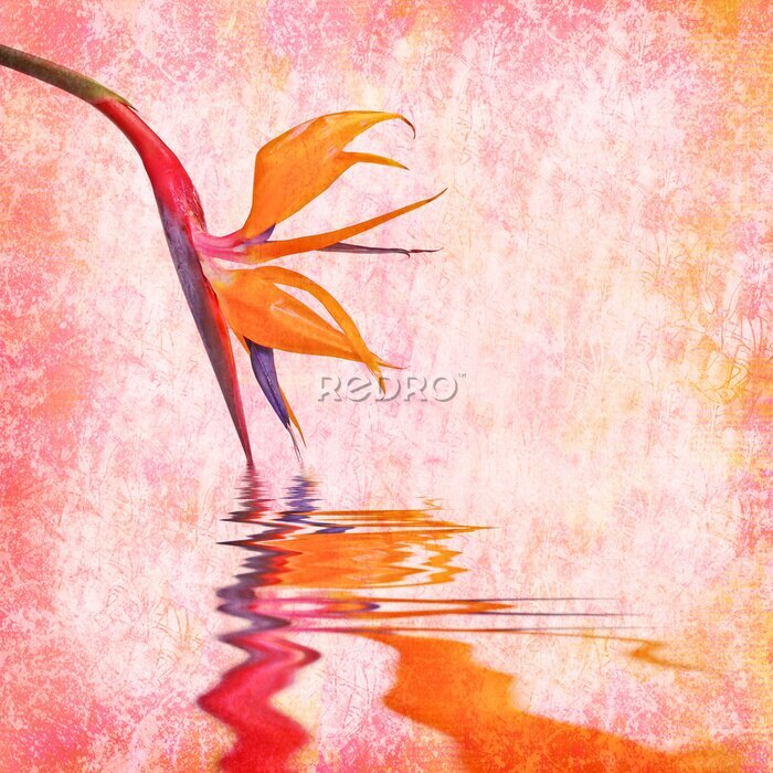 Papier peint  Strelitzia, oiseau de paradis texture de fleurs