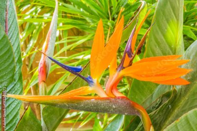 Papier peint  strelitzia, oiseau du paradis