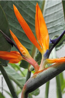 Papier peint  Strelitzia, oiseau du paradis