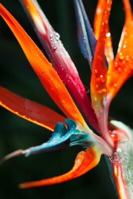 Papier peint  strelitzia, oiseau du paradis