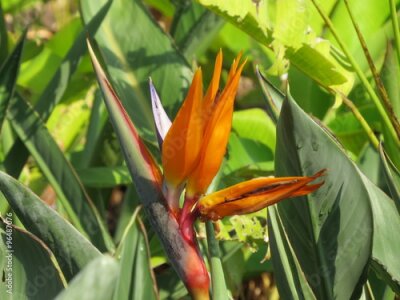 Papier peint  Strelitzia (Oiseau du Paradis)