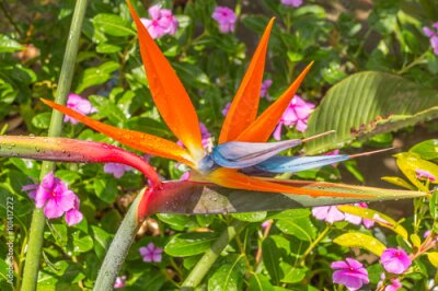 Papier peint  Strelitzia, oiseau du paradis
