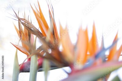 Papier peint  Strelitzia - Oiseau du paradis