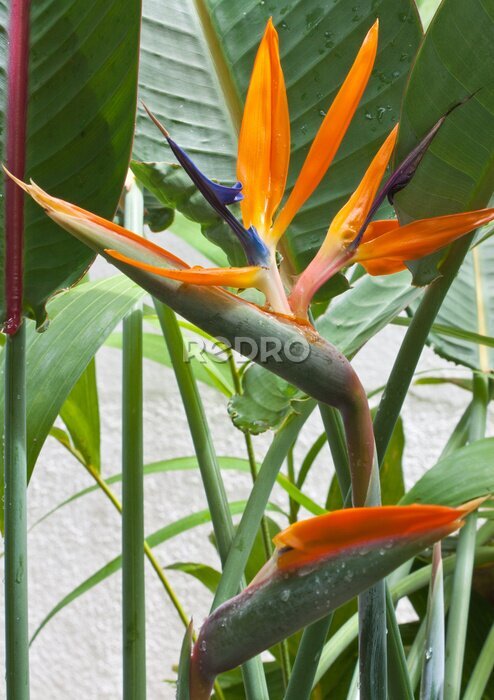 Papier peint  strelitzia, oiseau du paradis