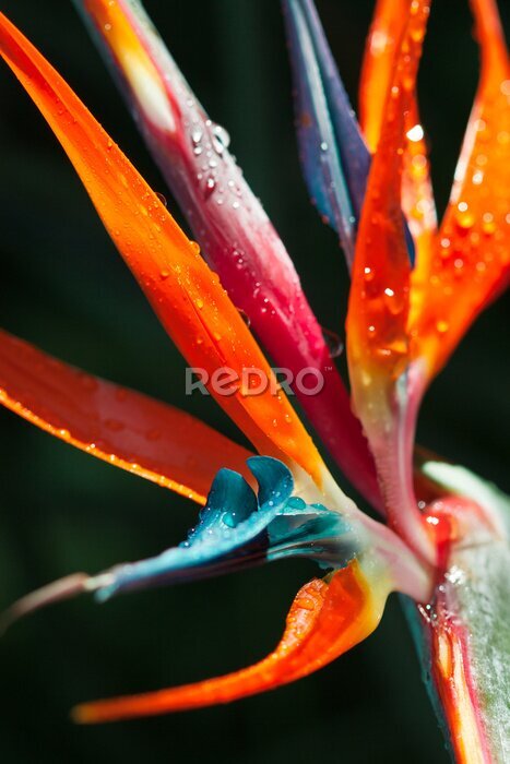 Papier peint  strelitzia, oiseau du paradis