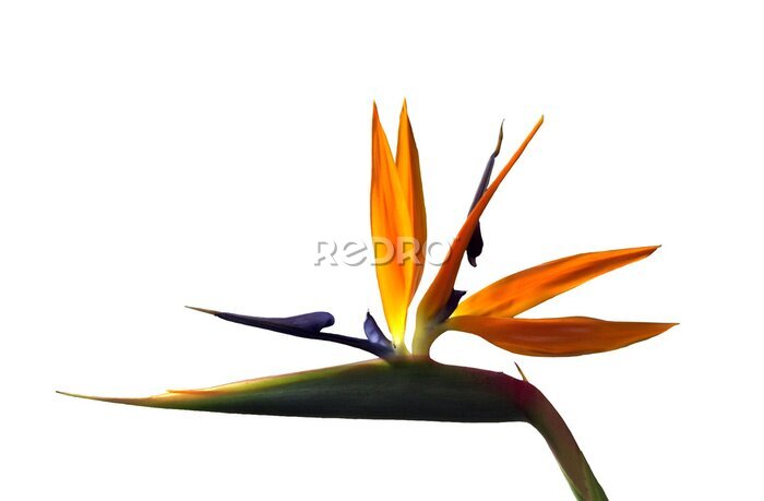 Papier peint  strelitzia, oiseau du paradis