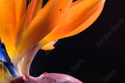 Papier peint  Strelitzia, oiseau du paradis, fleurs, gros plan.