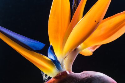 Papier peint  Strelitzia, oiseau du paradis, fleurs, gros plan.