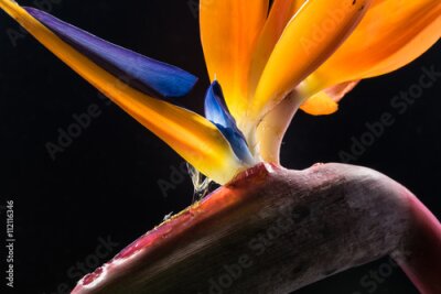 Papier peint  Strelitzia, oiseau du paradis, fleurs, gros plan.