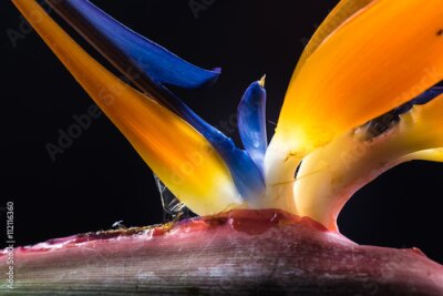 Papier peint  Strelitzia, oiseau du paradis, fleurs, gros plan.