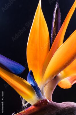 Papier peint  Strelitzia, oiseau du paradis, fleurs, gros plan.