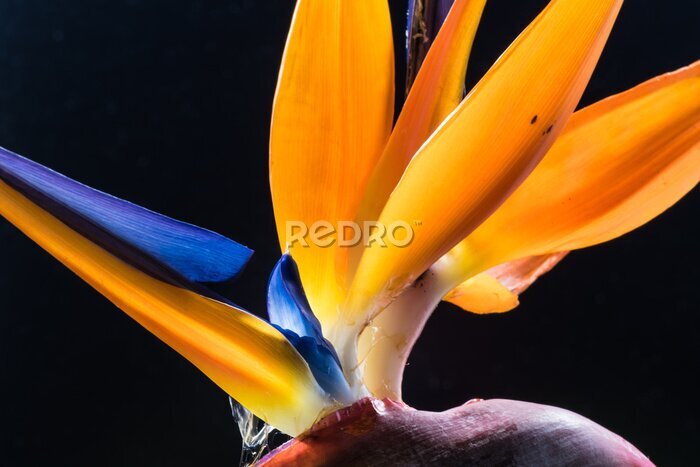 Papier peint  Strelitzia, oiseau du paradis, fleurs, gros plan.