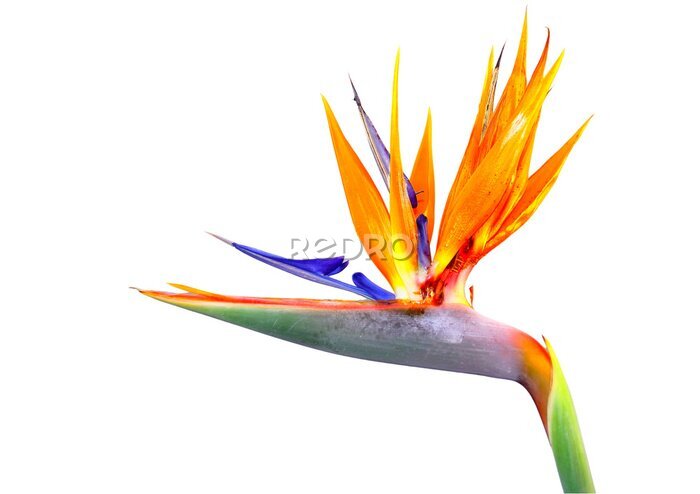 Papier peint  Strelitzia on White. Flower of strelitzia (Strelitzia reginae) or Bird of Paradise, isolated on white background, taken in Southern Brazil.